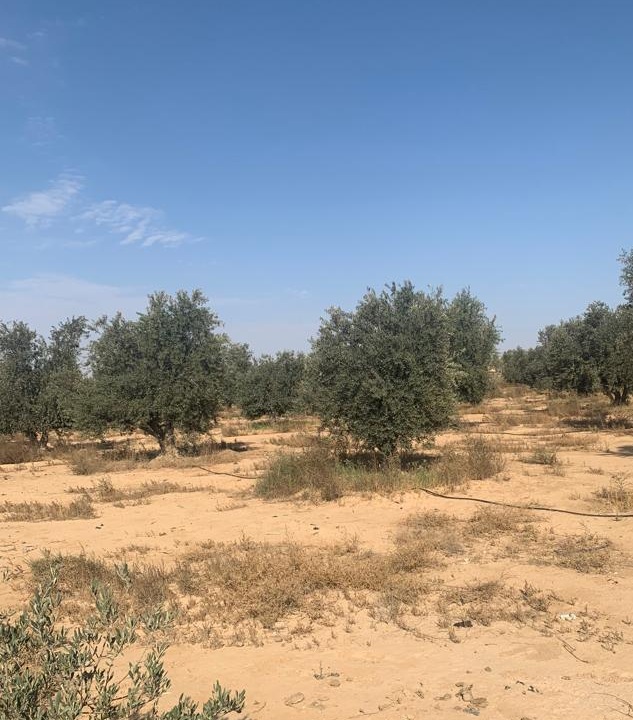 Olive_-_2.jpg